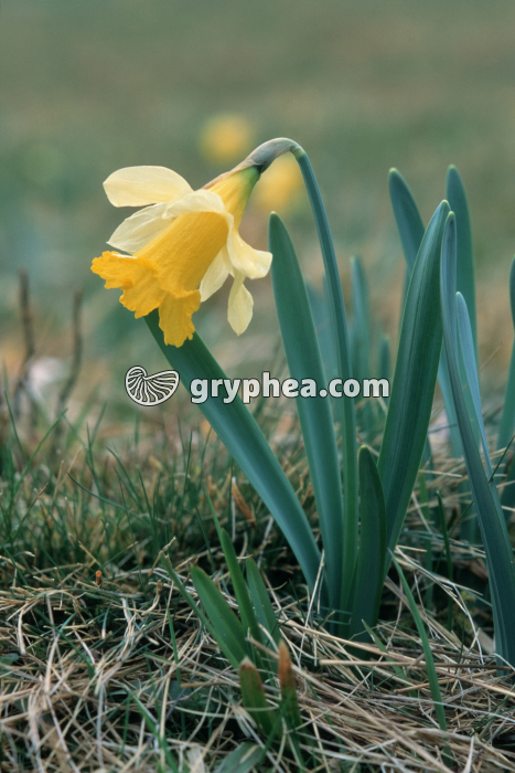 Narcisse sauvage (Narcissus sp.) - fleur, tige et feuilles - gryphea.com